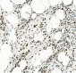 Anti-KAP1/TRIM28 Antibody Picoband™ (monoclonal, 3H2)